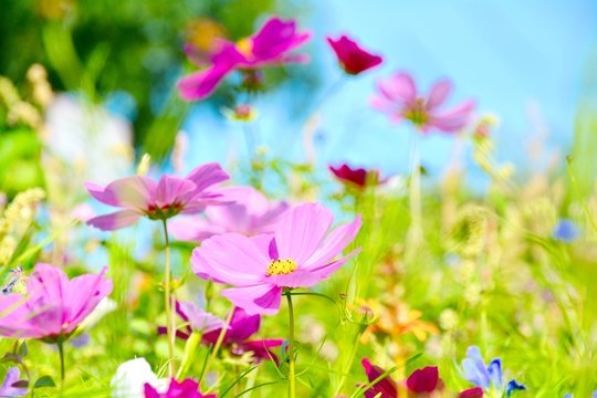 champs de fleurs médicinales en hautes saone lantenois laetitia